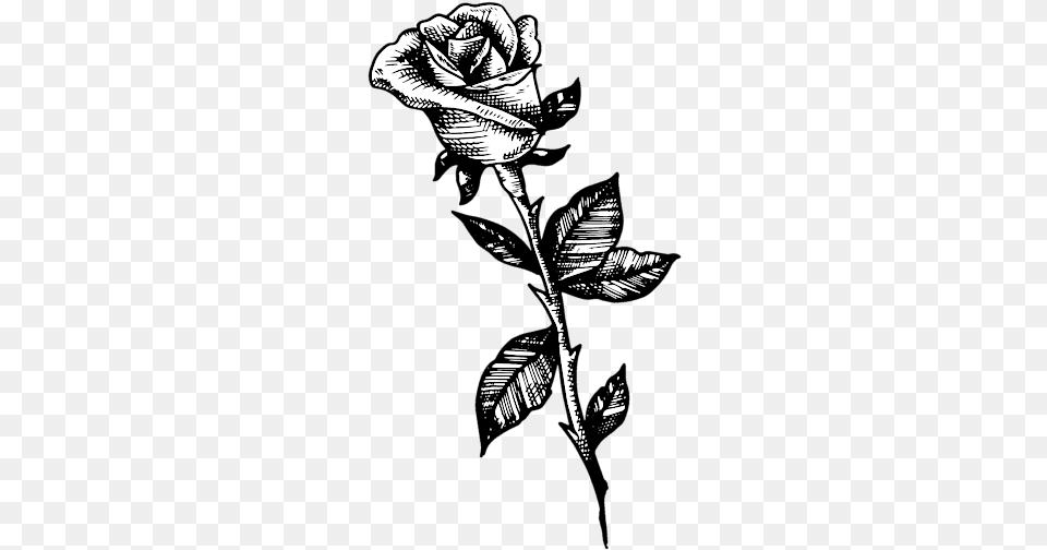 Drawing, Art, Flower, Plant, Rose Free Png Download