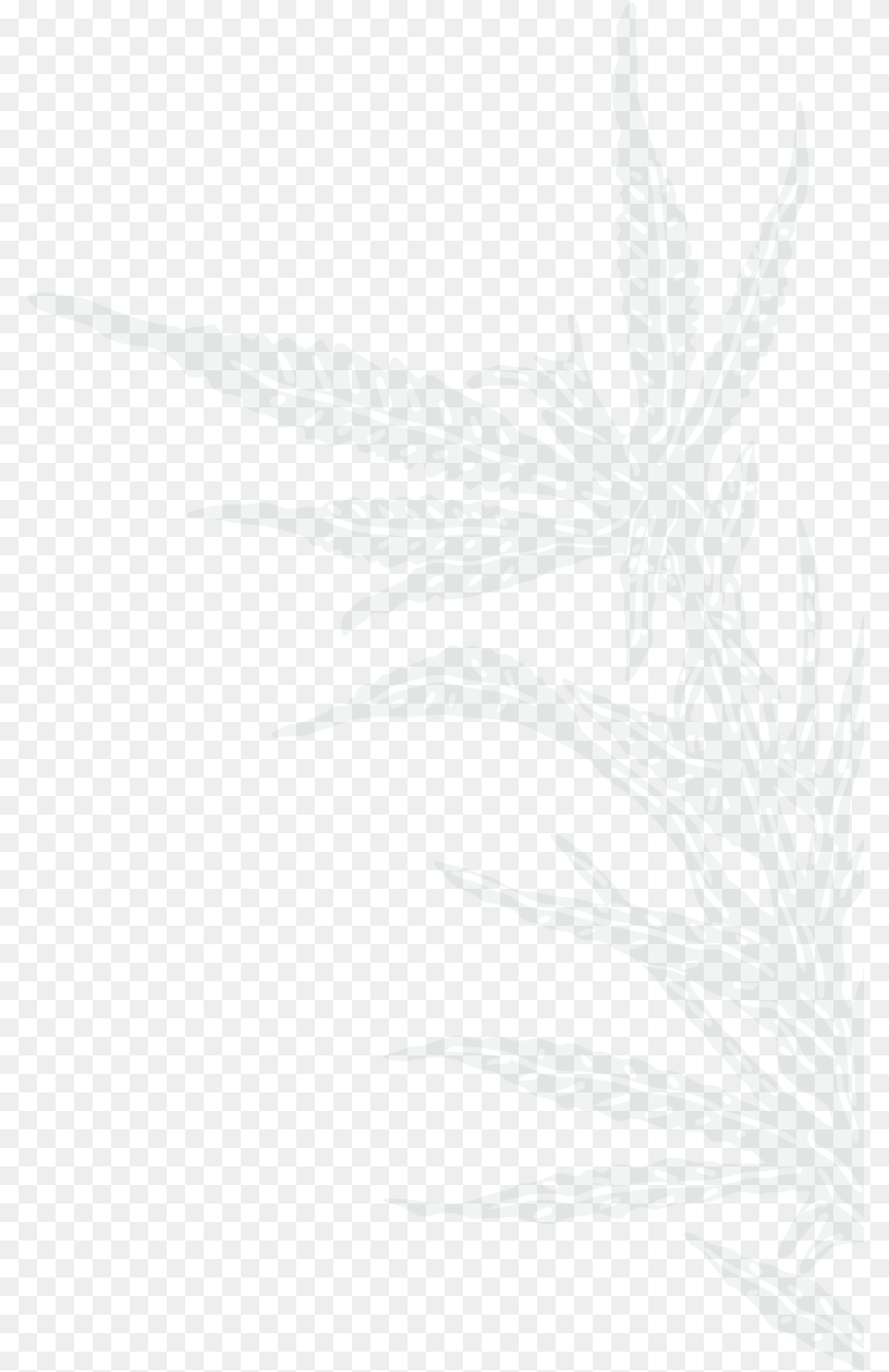 Drawing, Leaf, Plant, Hemp, Weed Png Image