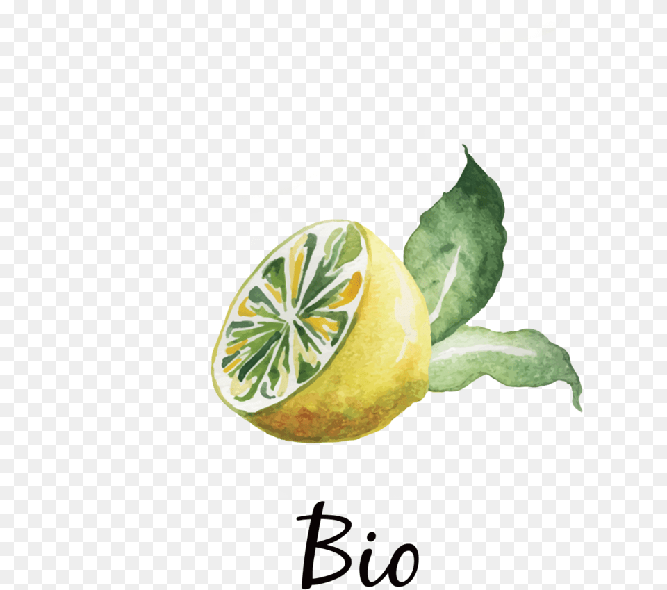 Drawing, Citrus Fruit, Food, Fruit, Lime Png Image