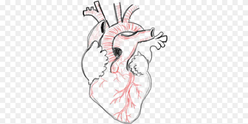 Drawing A Blank Anatomical Heart Number One With Bullet Heart Reference Drawing, Animal, Mammal, Tiger, Wildlife Free Png Download