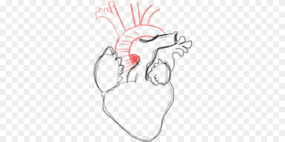 Drawing A Blank Anatomical Heart Number One With Bullet Lovely, Body Part, Hand, Light, Person Free Png