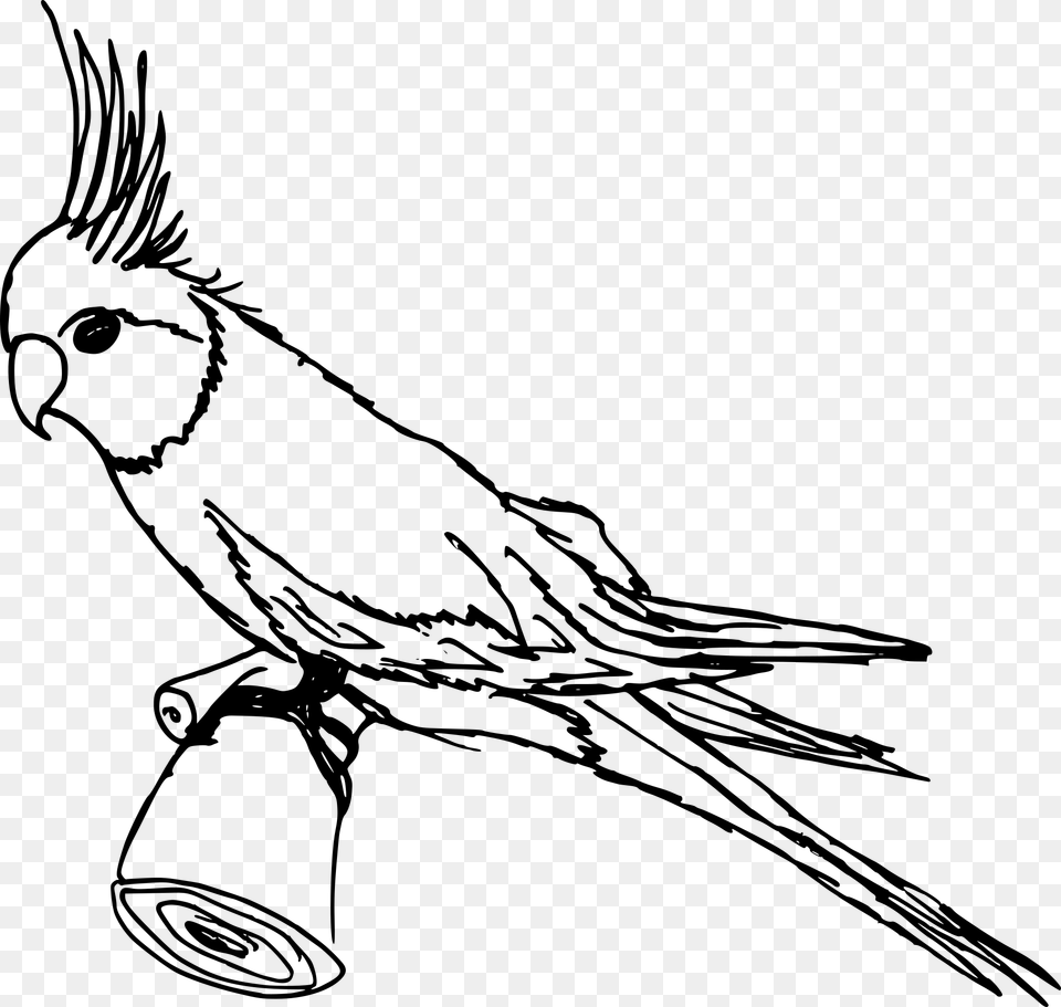 Drawing Alphabets Parrot Parrot Clipart Black And White, Gray Free Png