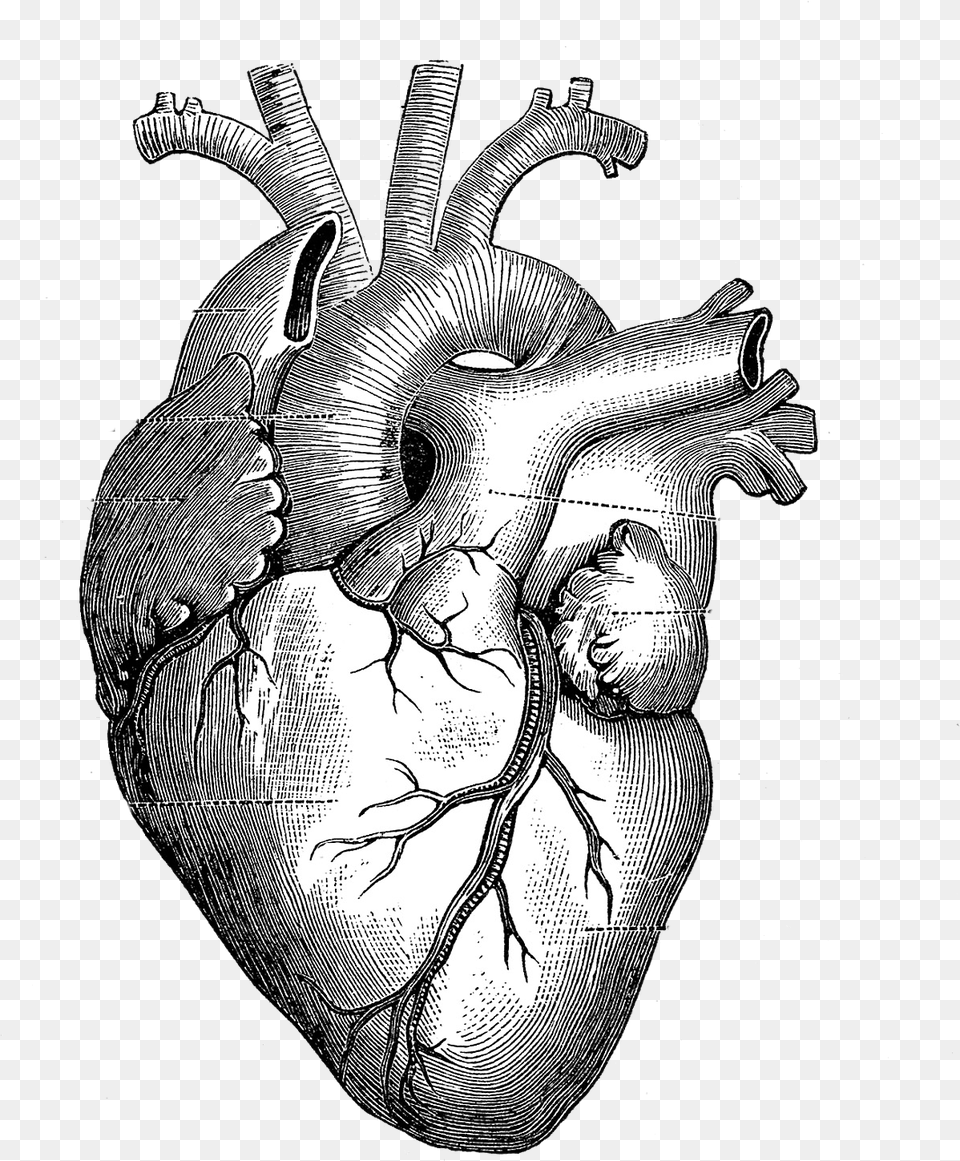 Drawing Anatomy Heart Diagram Heart Anatomy Drawing, Person, Art, Face, Head Free Png
