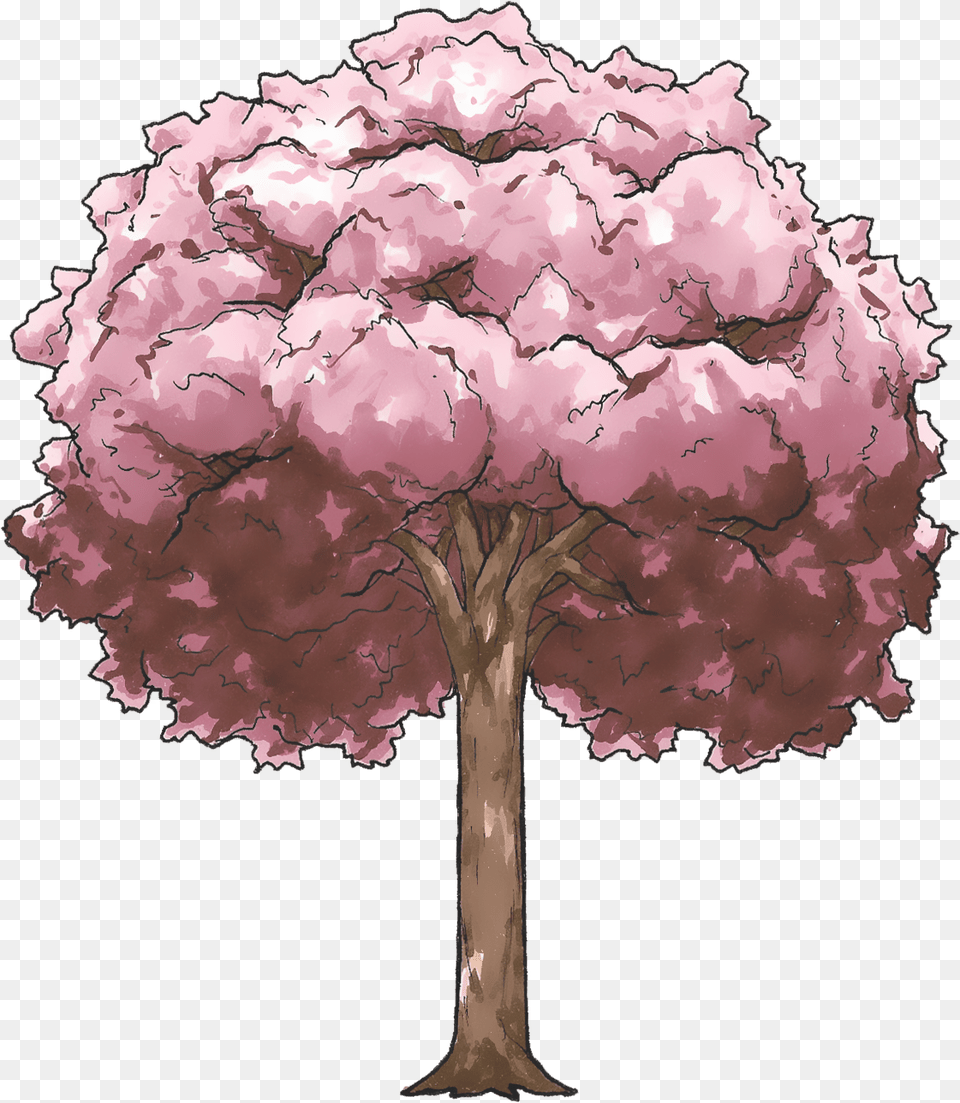 Drawing Anime Cherry Blossom Tree, Flower, Plant, Cherry Blossom, Adult Png