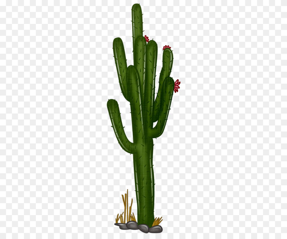 Drawing Art Clip Art, Cactus, Plant Png Image
