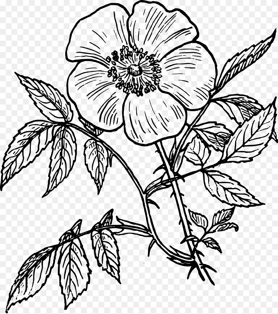 Drawing At Getdrawings Flowering Plants Black And White, Gray Png