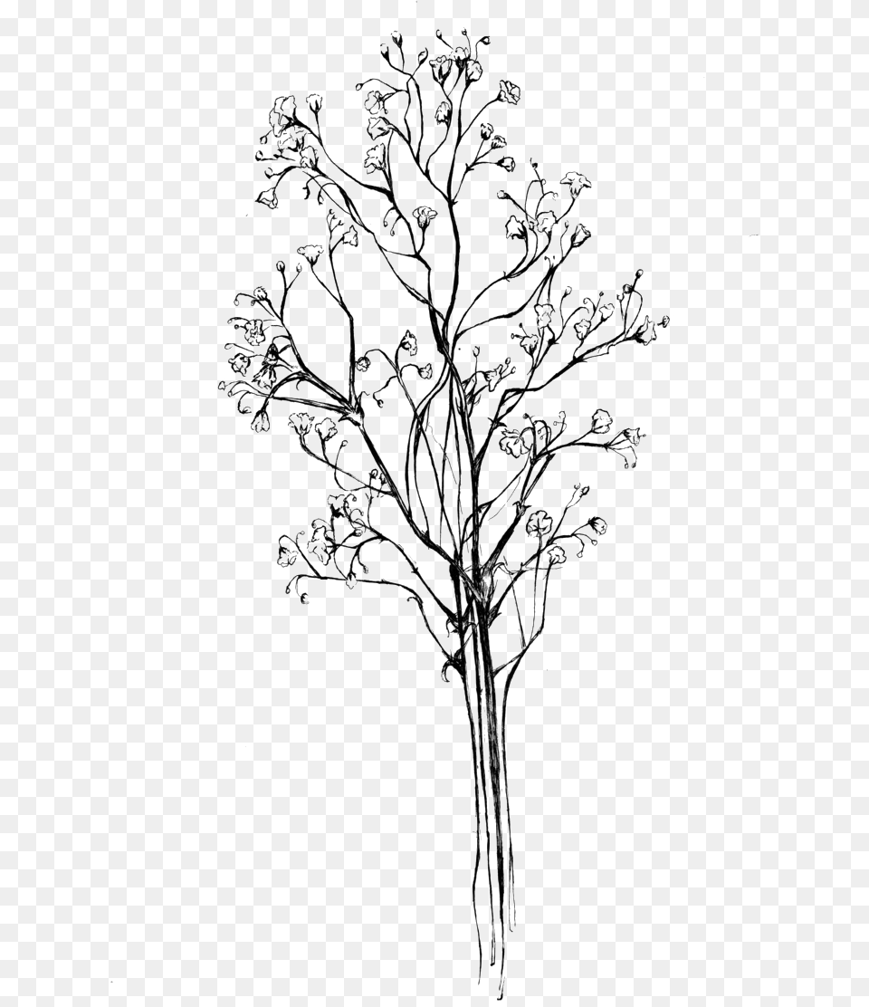 Drawing Baby S Breath Download Baby Breath Flower, Nature, Outdoors, Art, Cross Free Png