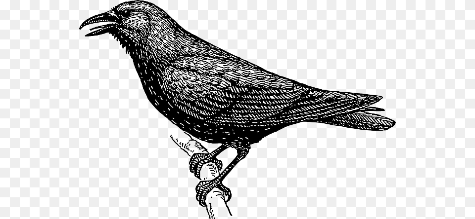 Drawing Bird Branch Crow Wings Tail Feathers Black And White Image Of Crow, Animal, Blackbird Free Png