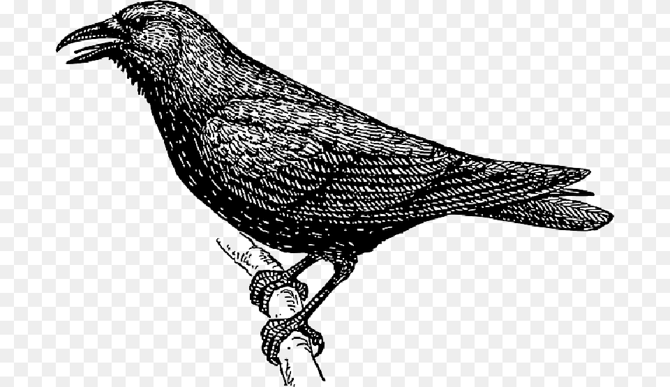 Drawing Bird Branch Crow Wings Tail Feathers Crow Clipart Black And White, Animal, Blackbird Png Image