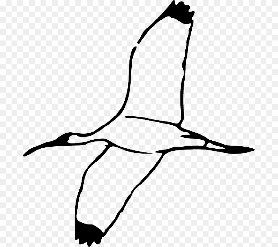 Drawing Bird Wing Fly Flying Book Wood Wings Scarlet Ibis Bird Outline, Animal, Crane Bird, Waterfowl Free Transparent Png