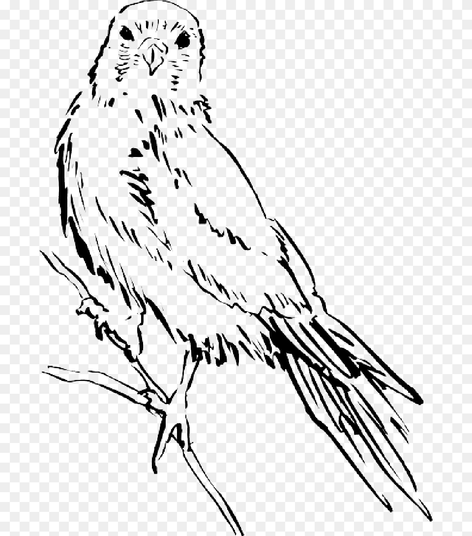 Drawing Bird Wings Animal Staring Feathers Risunki Ptic I Zhivotnih, Person, Art, Face, Head Free Transparent Png
