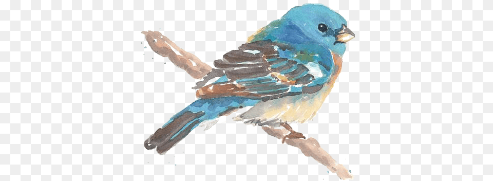 Drawing Birds Blue Bird Birds Painting Watercolor, Animal, Jay, Bluebird, Fish Free Transparent Png