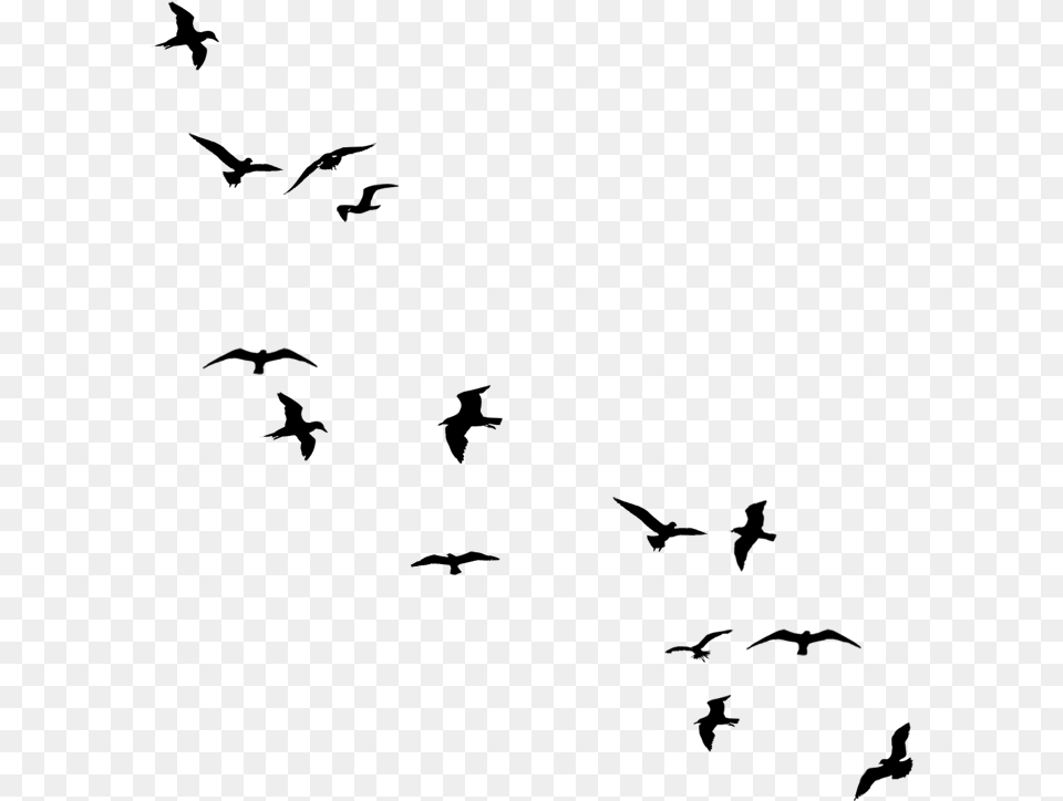 Drawing Birds Silhouette, Gray Png