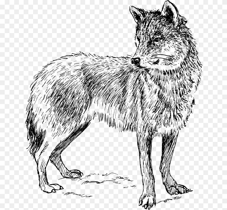 Drawing Black Wolf Arctic Wolf Computer Icons Gray Real Animal Colouring Pages Png