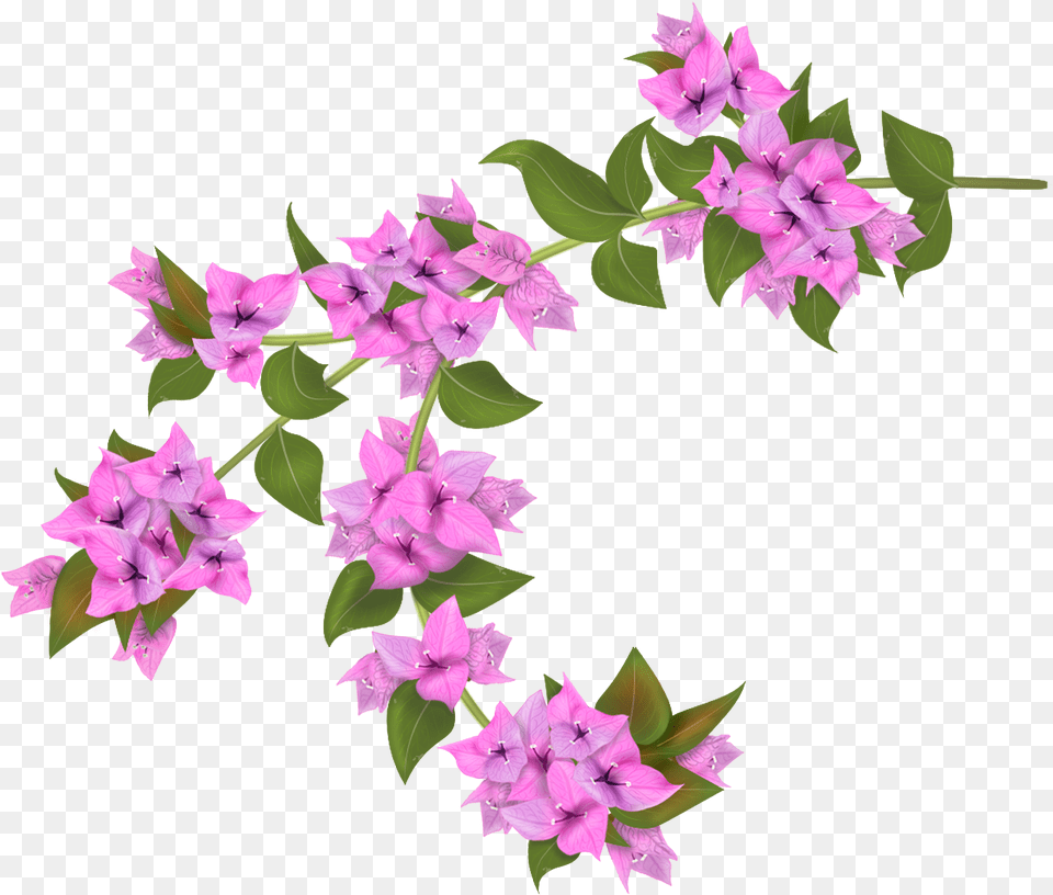 Drawing Botanical Illustration Bougainvillea Drawings, Flower, Geranium, Plant Free Transparent Png