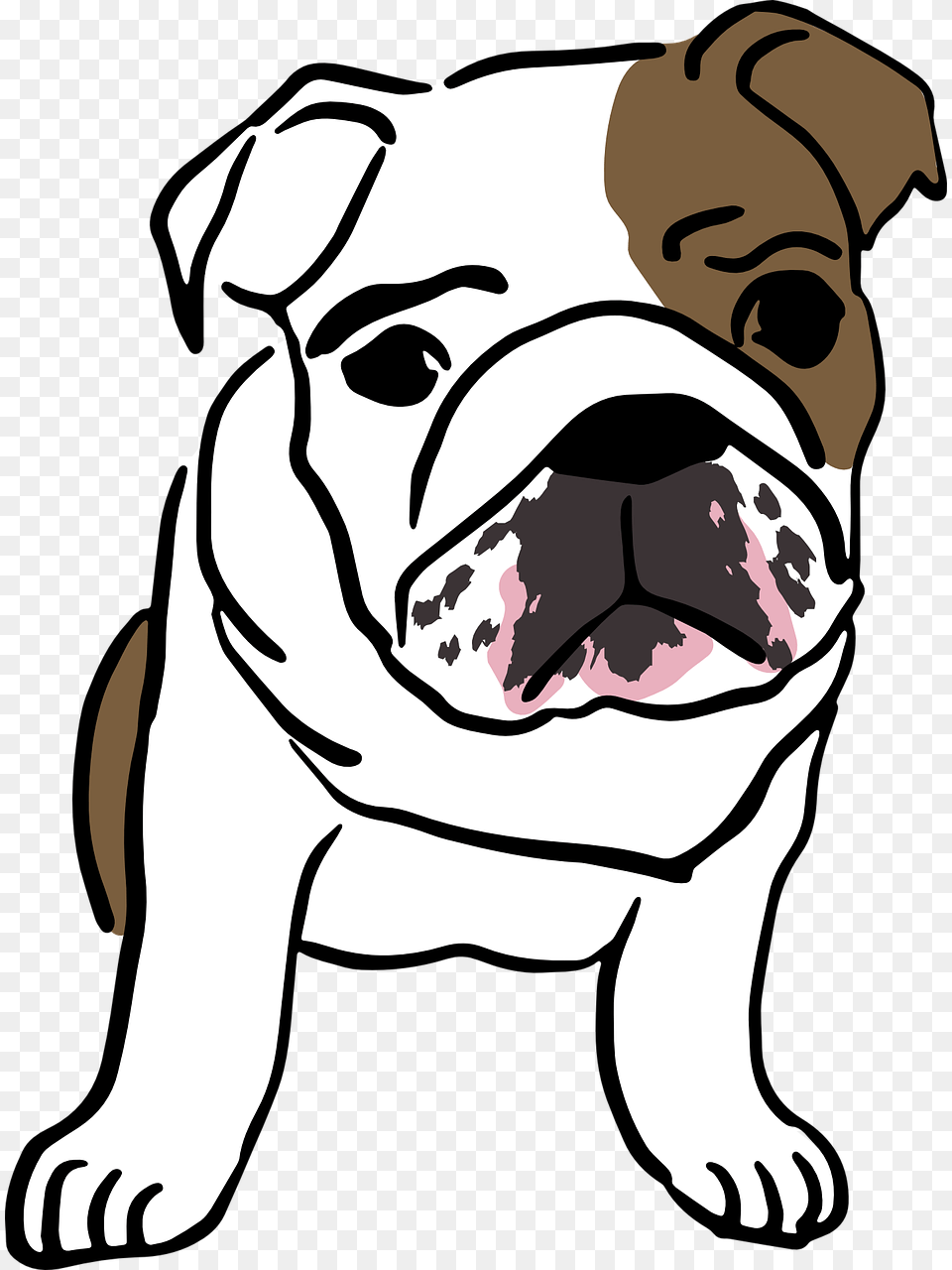 Drawing Bulldogs English Bulldog Desenho De Bulldog Ingles, Animal, Mammal, Pet, Dog Png