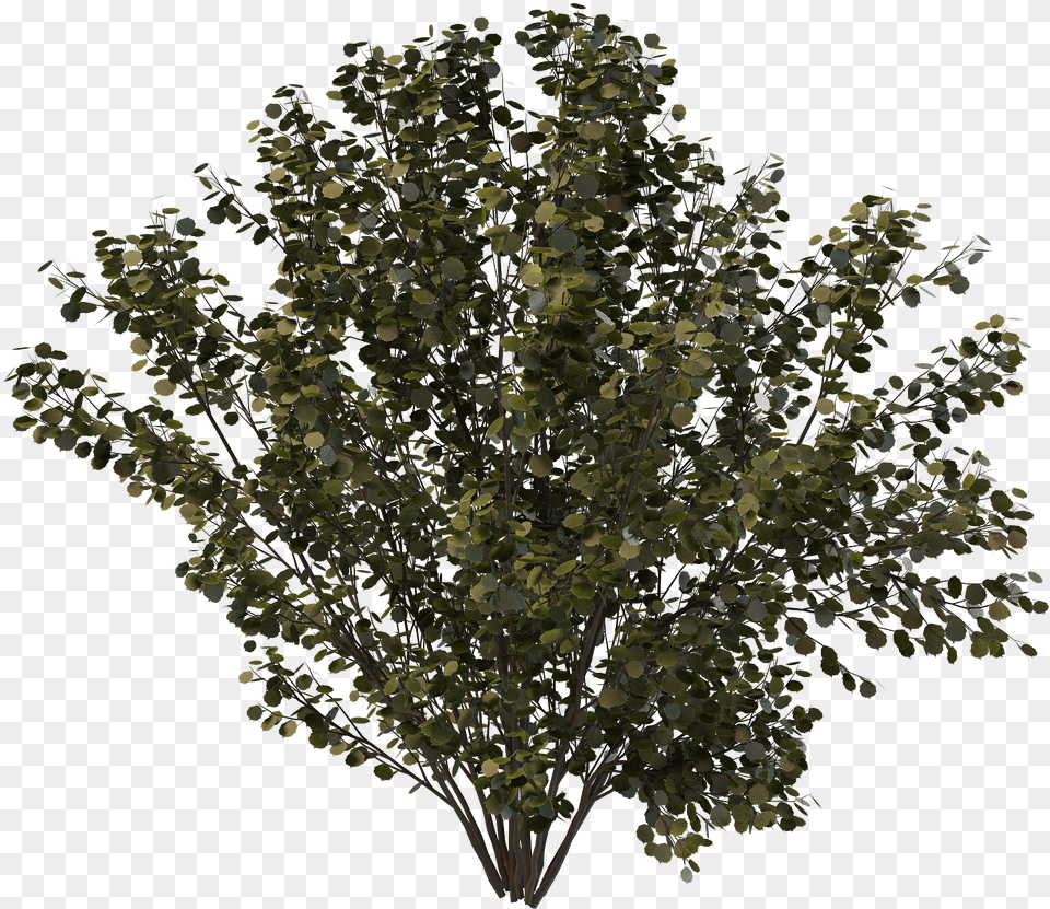 Drawing Bushes Creosote Bush Oak, Plant, Tree, Leaf, Sycamore Free Transparent Png