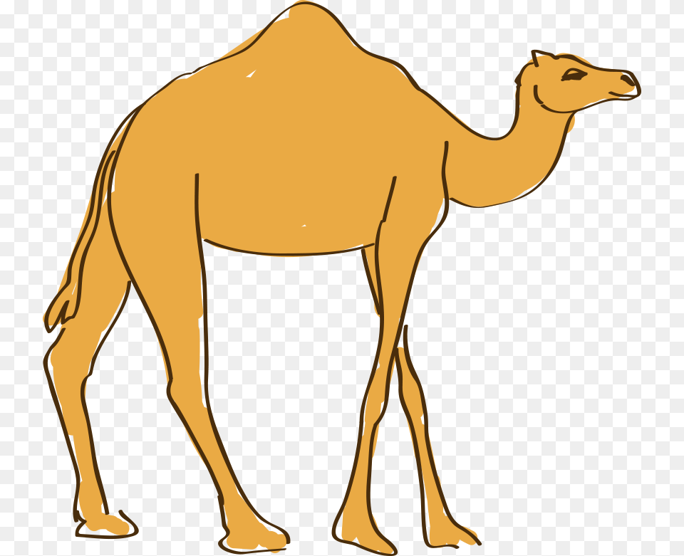 Drawing Camels Cartoon Drawing, Animal, Camel, Mammal, Adult Png Image