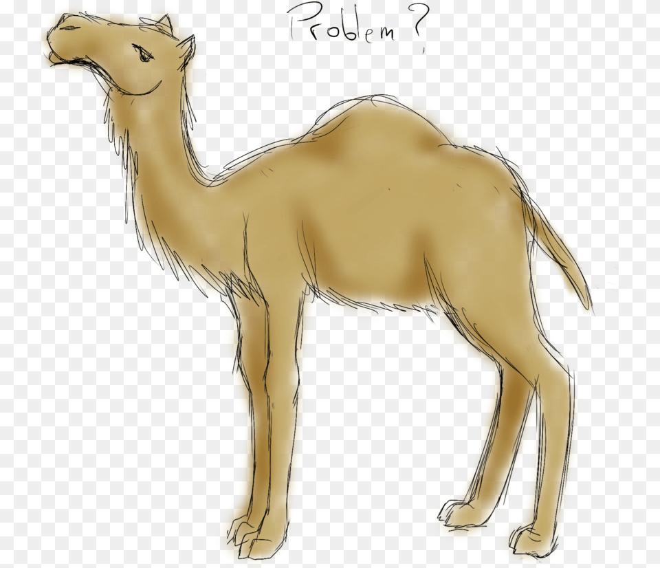 Drawing Camels Sketch Australian Feral Camel Drawings, Animal, Mammal, Person, Face Free Png Download