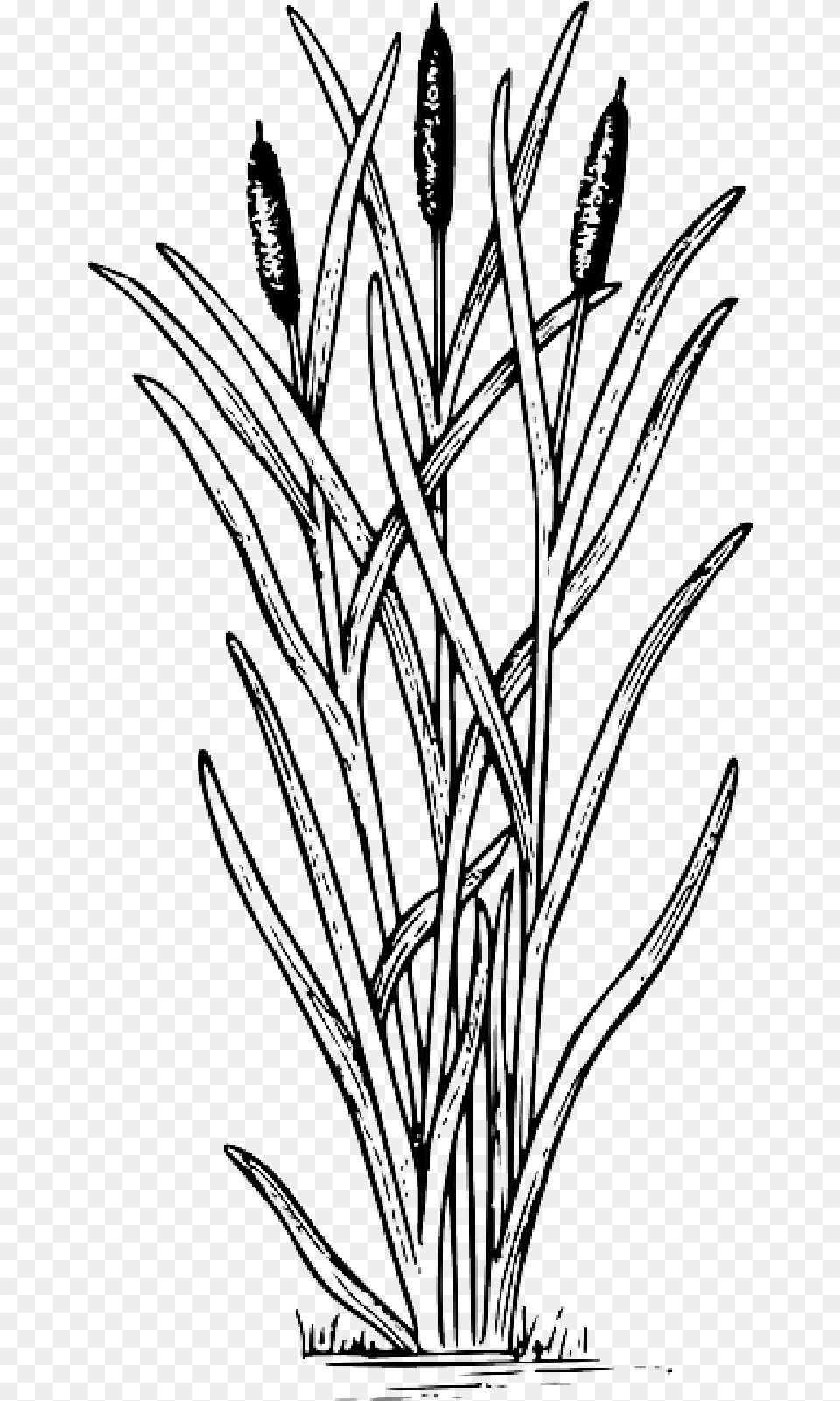 Drawing Cattail Clip Art Cattail Clipart, Plant, Grass Free Png