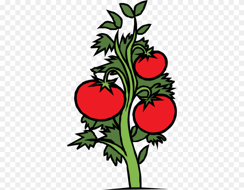 Drawing Cherry Tomato Plant Leaf, Art, Graphics, Person, Food Png Image