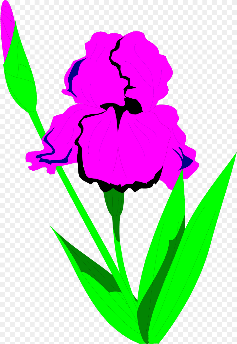 Drawing Clip Art, Flower, Iris, Plant, Purple Free Transparent Png