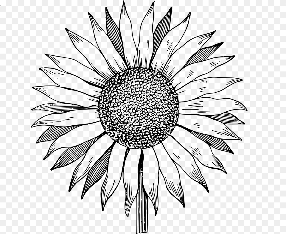 Drawing Clipart Sunflower, Silhouette, Leaf, Plant, Tree Free Png Download