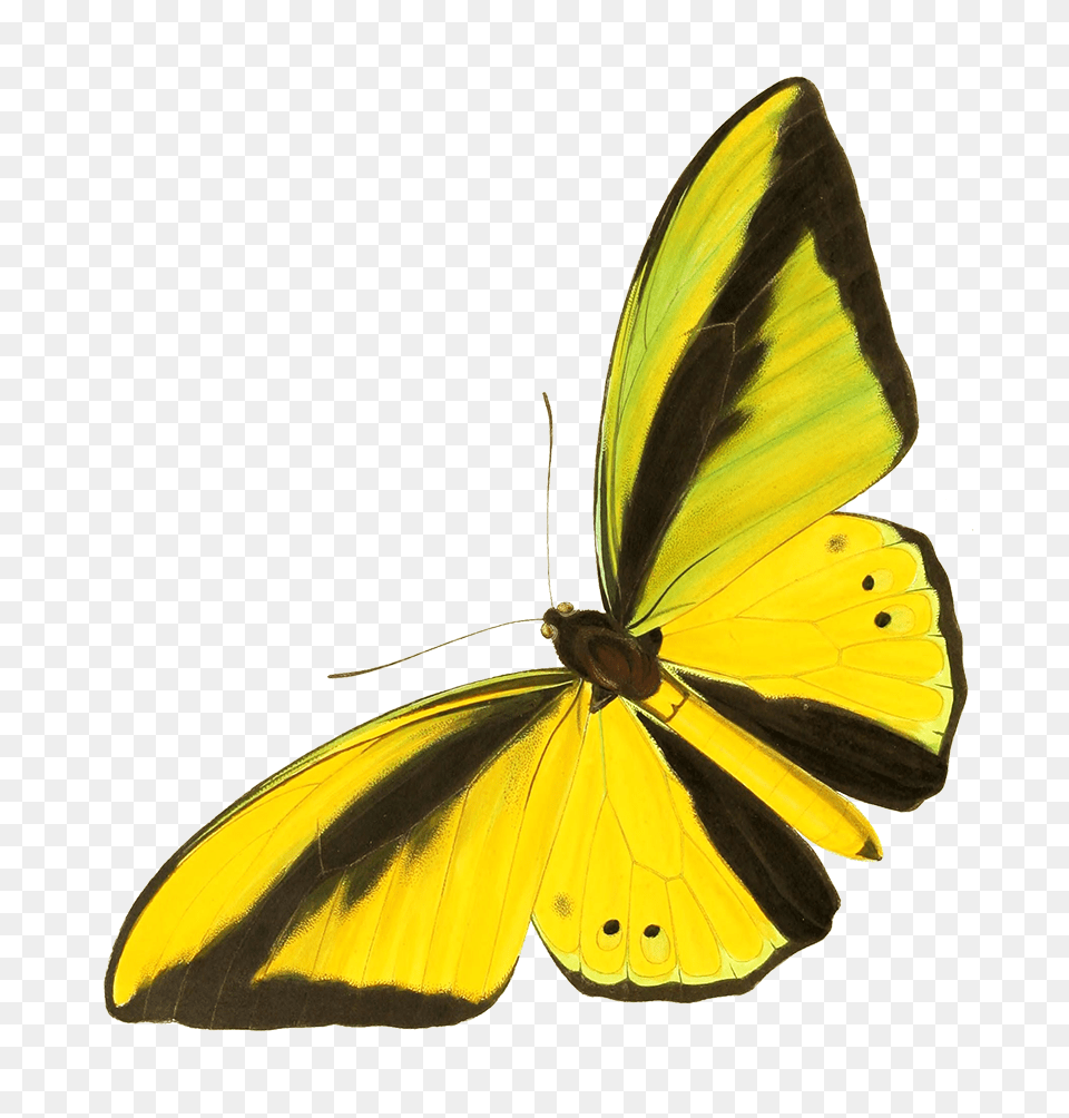 Drawing Cut Out Yellow Butterfly Lycaenid, Animal, Insect, Invertebrate Free Png