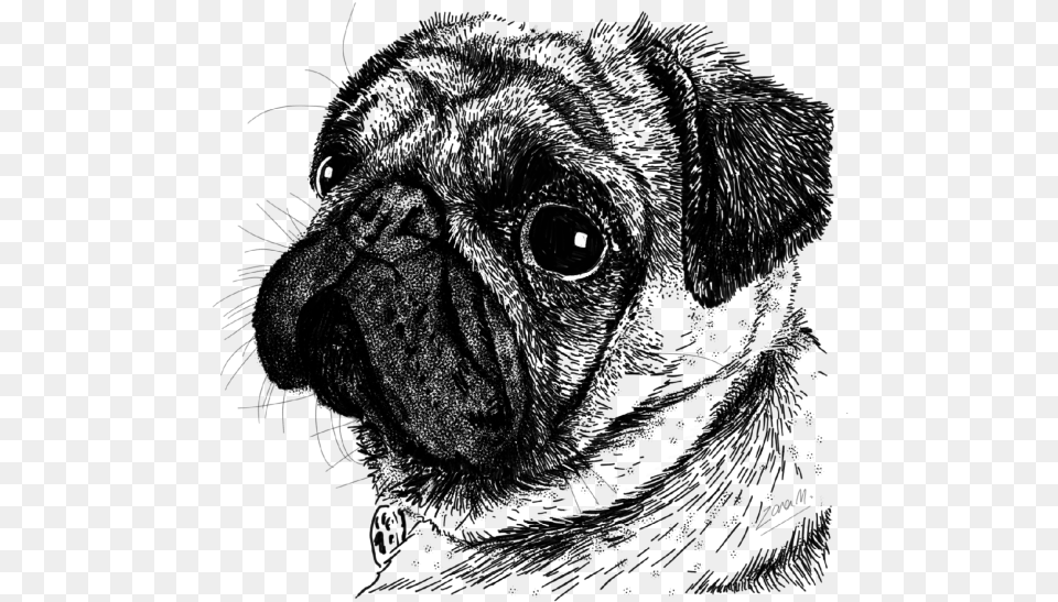 Drawing Download Pug, Animal, Ape, Mammal, Wildlife Png