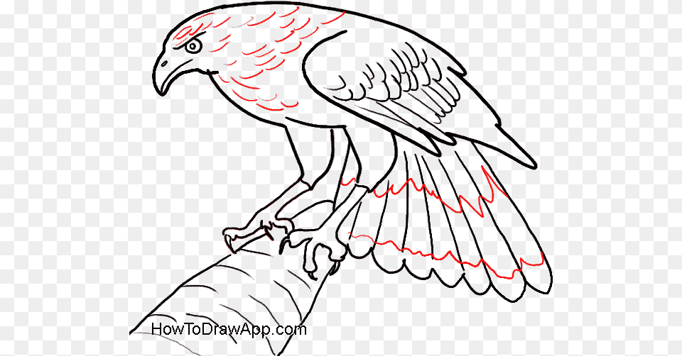 Drawing Eagles Fire Draw A Eagle Easy, Animal, Bird, Vulture, Adult Png Image