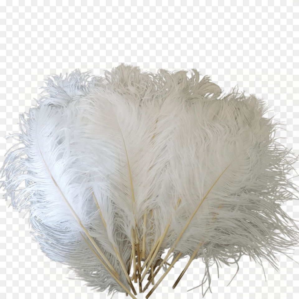 Drawing Feather Ostrich Ostrich Feathers Png