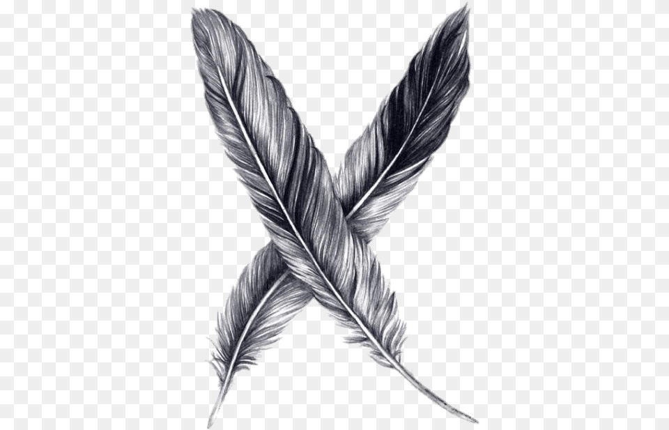 Drawing Feather Pencil Sketch Drawing Black And White Feather, Leaf, Plant, Art, Bottle Png