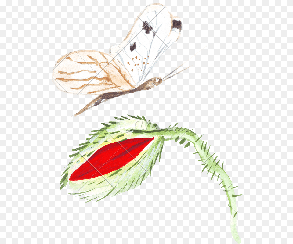 Drawing Feather Sketch Illustration, Flower, Plant, Rose, Animal Png