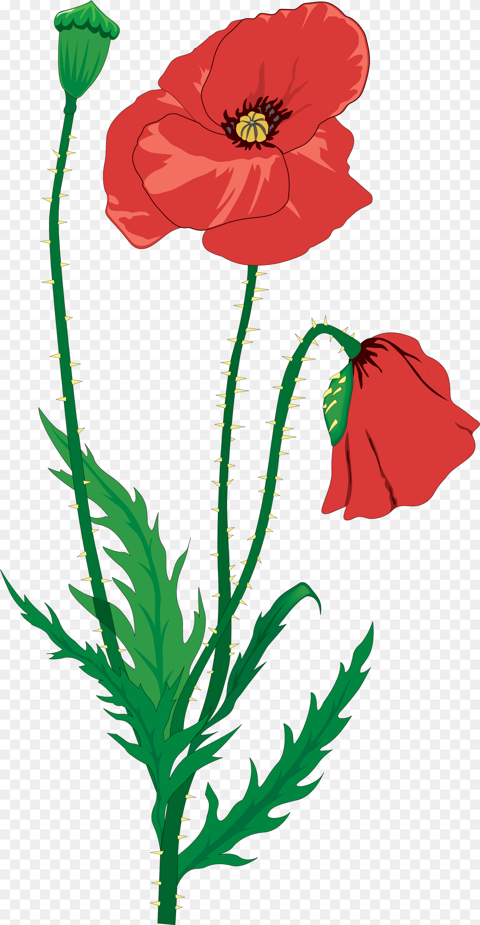 Drawing Flower Clip Art Memorial Day And Poppies Poppies Poem Ww1, Plant, Poppy, Rose Png
