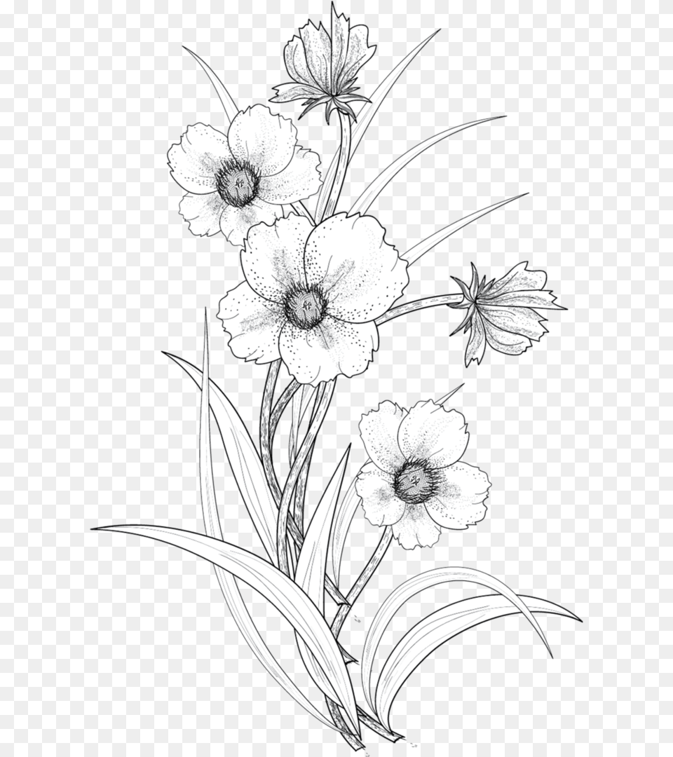 Drawing Flower Line Art Transparent Flower Drawing, Floral Design, Graphics, Pattern, Plant Free Png