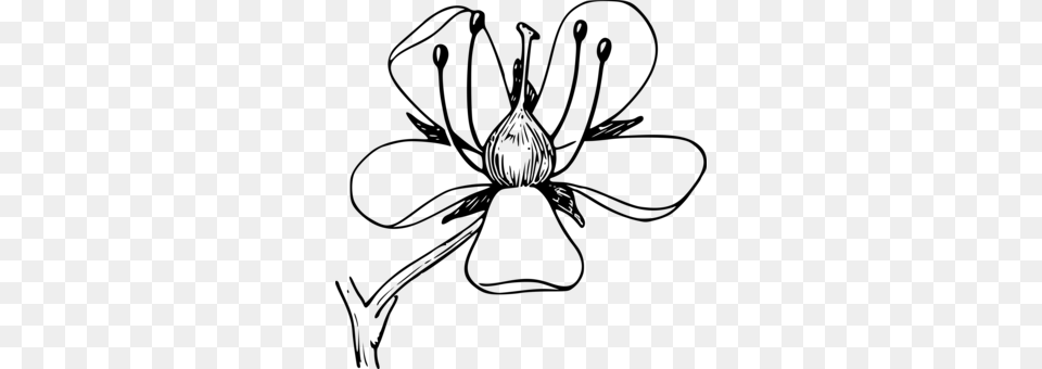 Drawing Flower Petal Download Art, Gray Free Transparent Png
