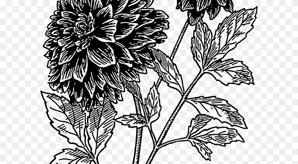 Drawing Flowers Dahlia Black Dahlia Flower Drawing, Gray Png Image