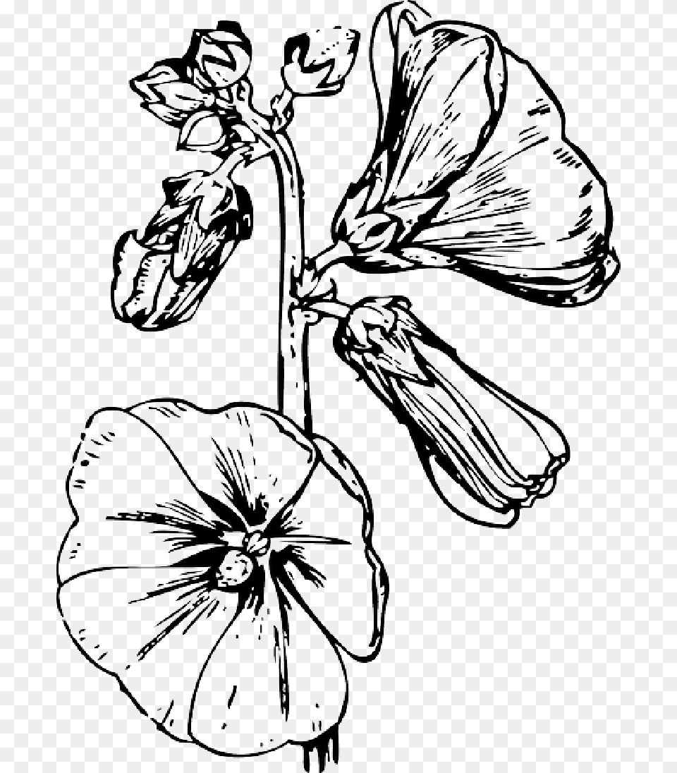 Drawing Flowers Outline Drawings Of Hollyhocks, Art, Flower, Plant, Person Free Transparent Png