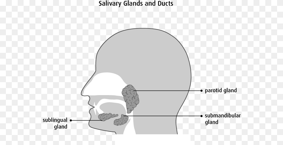 Drawing Fluid Saliva Diagram, Head, Person, Face, Body Part Free Transparent Png