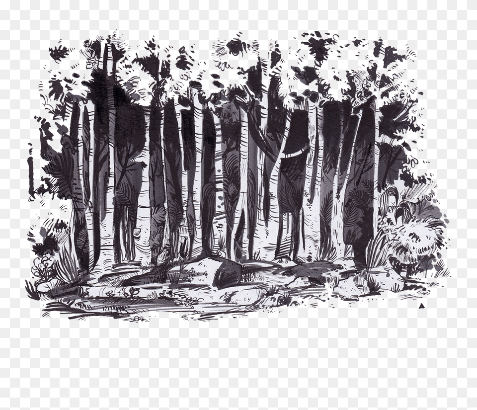 Drawing Forests Watercolor Dark Forest, Art, Painting, Adult, Female Png Image