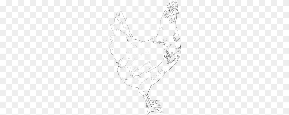 Drawing Range Chicken Drawing, Animal, Bird, Fowl, Hen Free Transparent Png
