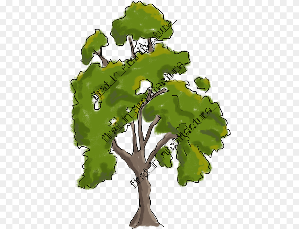 Drawing Garden Architectural Trees Psd In Elevation, Chart, Tree, Plot, Plant Free Png