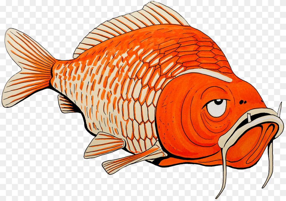Drawing Goldfish Pretty Goldfish, Animal, Fish, Sea Life Png Image