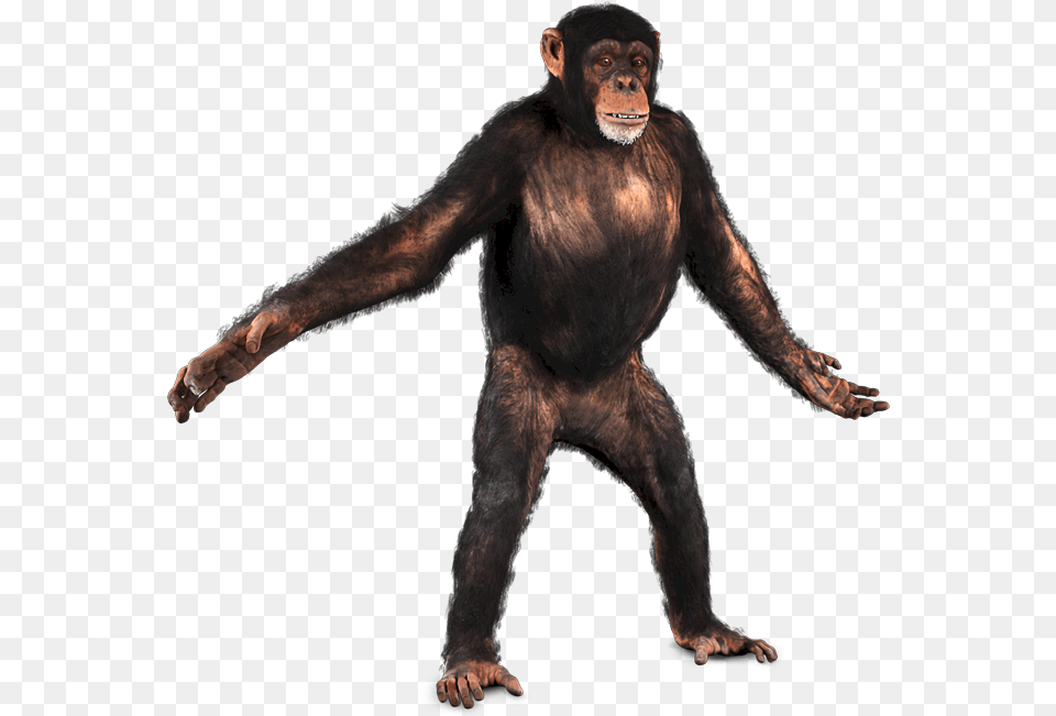 Drawing Gorillas Chimpanzee Transparent Chimpanzee, Animal, Ape, Mammal, Wildlife Png Image