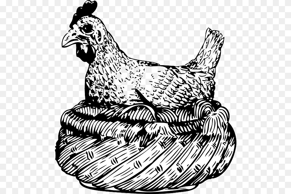 Drawing Hen Wings Basket Animal Feathers Old Clip Art, Bird, Chicken, Fowl, Poultry Png Image