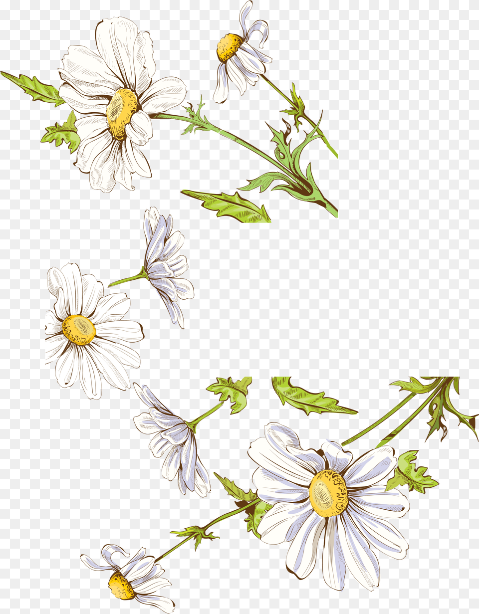 Drawing Illustration Fresh Painted Floral Decoration Illustration, Anemone, Daisy, Flower, Plant Free Png Download