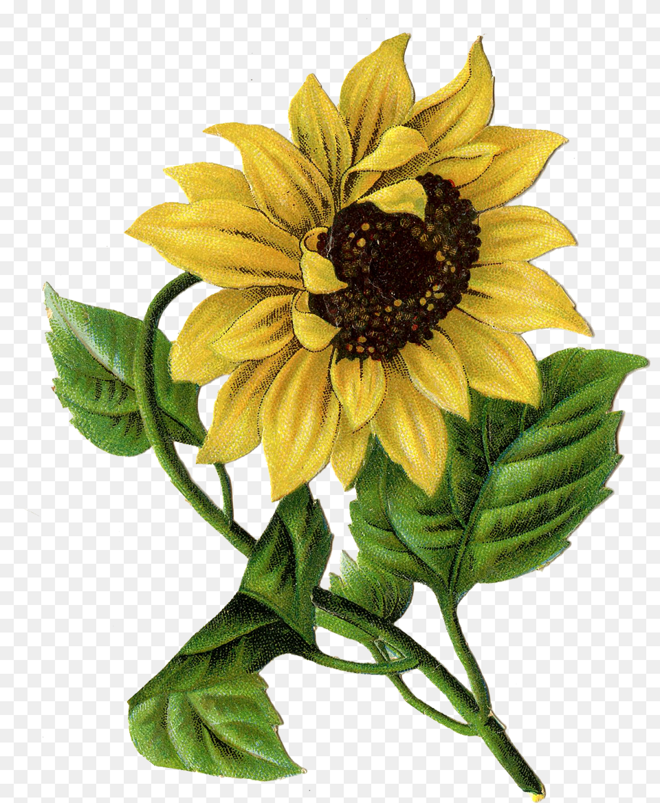 Drawing In Format With Sunflower Drawing, Flower, Plant, Daisy, Leaf Free Png