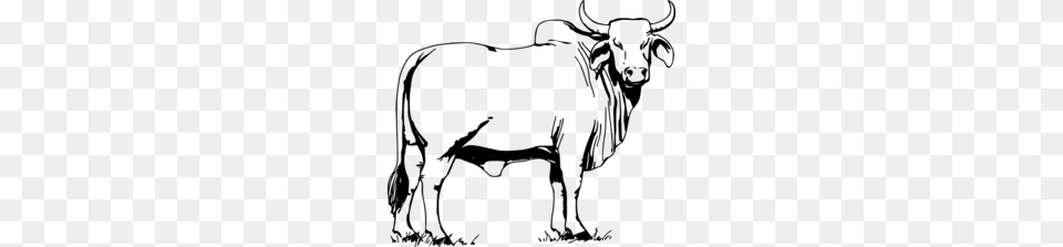 Drawing Indian Cow Clipart Brahman Cattle Holstein, Gray Free Png Download