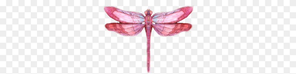Drawing Insects Dragonfly Transparent U0026 Clipart Watercolor Dragonfly Transparent Background, Animal, Insect, Invertebrate, Fish Free Png