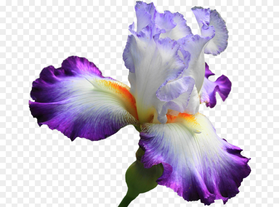 Drawing Irises Purple Iris Iris Flower, Petal, Plant Png Image